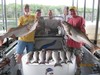 (06/06/2015) - Nice Striped Bass